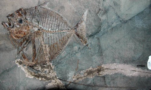 How a Fossil Fish with Fingers Reshaped the Story of Land Life