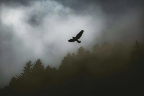 The Animals That Inspired Mythical Creatures in Movies