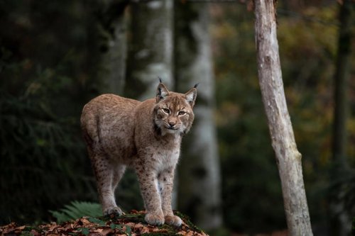 The Iberian Lynx &mdash; Europe&rsquo;s Big Cat Brought Back From the Brink