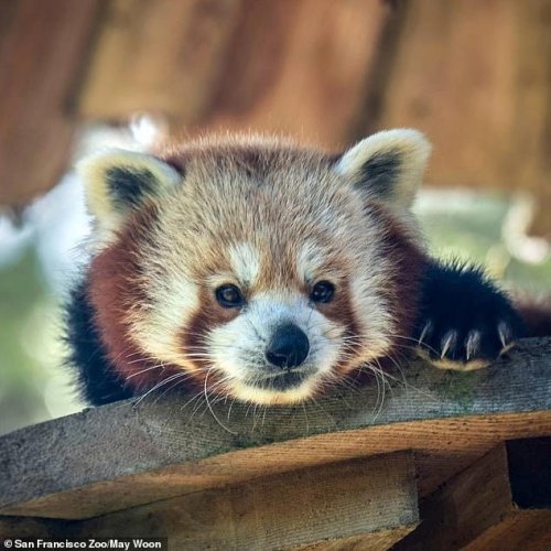 Cute red panda beloved by children for its somersaults inside zoo suddenly dies