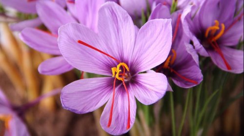 You Can Eat Saffron Flowers, But Only From This Variety