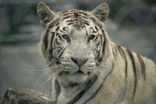 These 9 Giant Cats Once Stalked the Ice Age Mammals