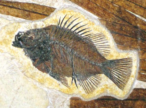 This Fossilized Fish Was Thought to Be a God for 1,000 Years