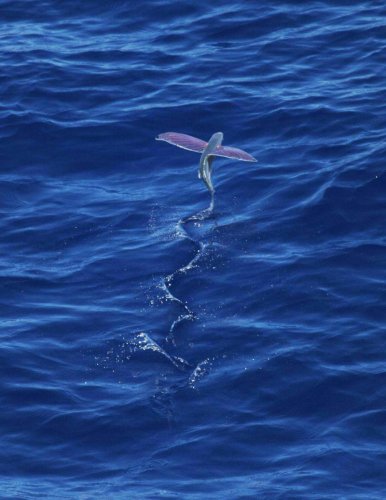 Flying Fish Exist&mdash;and They Can Glide Longer Than You Think