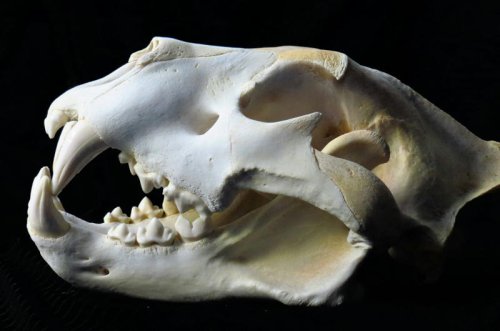 Top 7+ Prehistoric Felines That Lived Alongside Early Humans