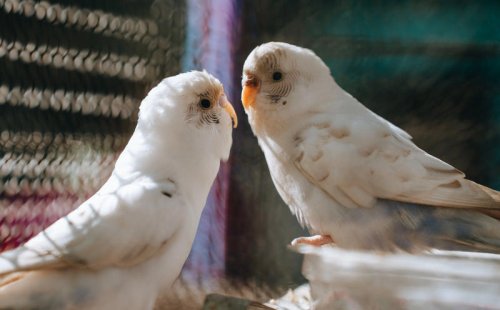 Top 5+ Exotic Pets That Are Easier to Care for Than You&rsquo;d Think