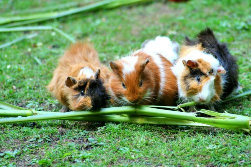 Top 8+ Low-Maintenance Pets That Still Show Affection