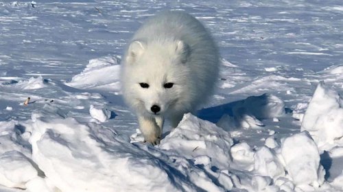 Which Animals Love Ice as Much as We Love Ice Cream?