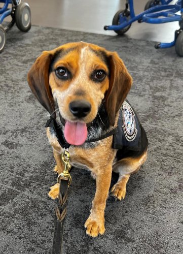 Beagle who was kicked by traveler is back to work at the airport. See the video.