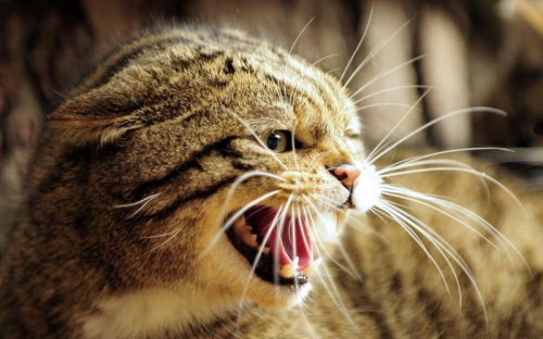 These 9 Extinct Cats Had Features That Don&rsquo;t Exist Today