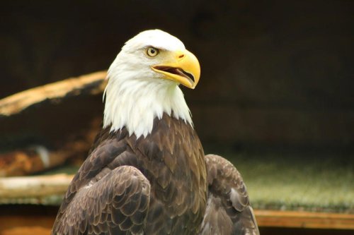 Comeback of bald eagle population in Ohio is monumental