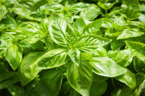 Top 7+ plants you should never grow next to basil