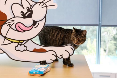 Inside Operation &lsquo;Cattitude&rsquo;: A Pet Food Giant&rsquo;s Mission to Understand Cats