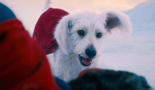 The inspiring true story behind Superman&rsquo;s canine sidekick, Krypto the Superdog