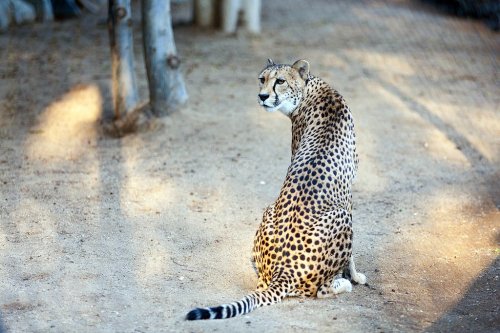 Top 9+ Prehistoric Felines That Coexisted With Early Wolves
