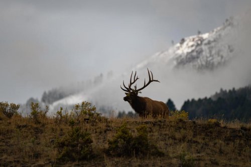 Yellowstone officials shut down rumors of animals leaving due to possible volcanic eruption
