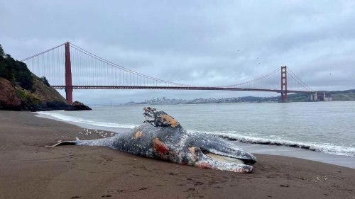 Scientists work to understand why dozens of whales have recently died in the San Francisco Bay Area