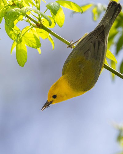 Millions of migratory birds soar over Kentucky each year. Here's what to know about them
