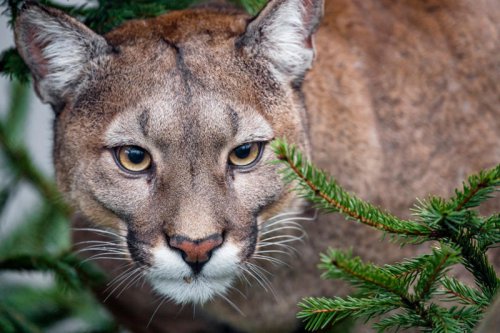 Child attacked by mountain lion at US national park