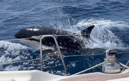 Orcas are attacking French sailors &ndash; and they could be on way to UK