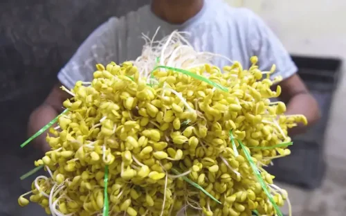Taugeh &lsquo;tauke&rsquo; shares secret behind Ipoh&rsquo;s bean sprouts