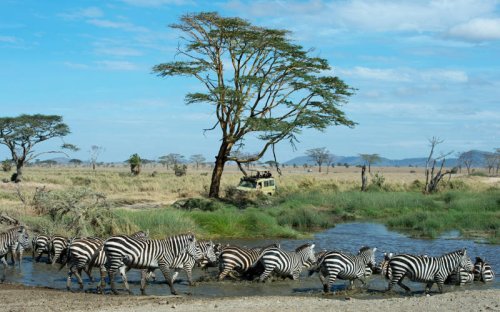 One of the world&rsquo;s great wildlife experiences is being ruined