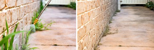 4 effective ways to get rid of onion weed I swear by as a horticulturist