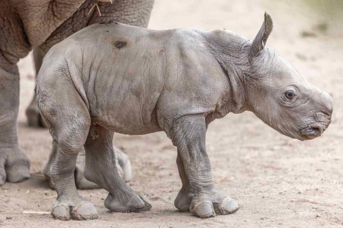 Southern White Rhino Born the Day of Ozzy Osbourne's Death Named in Honor of the Prince of Darkness