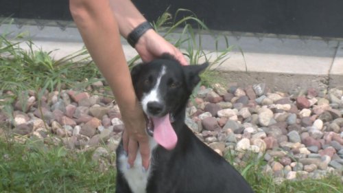 Lincoln Co. Humane Society offering dog training consultations