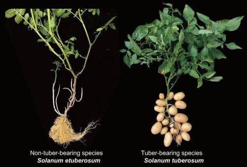 You say tomato, I say potato: Researchers finally solve the mystery origins of the humble spud
