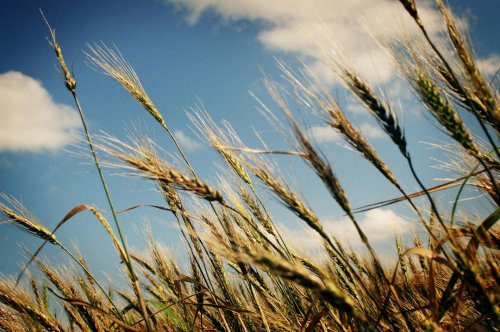 Why "Organic" Doesn't Always Mean What You Think Anymore