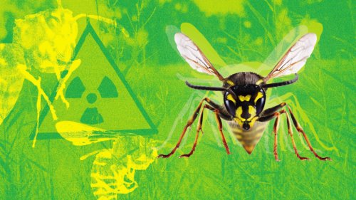 Radioactive wasp nest found at former US nuclear bomb site