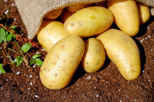 Study finds today&rsquo;s potato evolved from tomatoes 9 million years ago