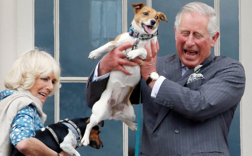 King Charles sells &pound;45 tweed coats for dogs