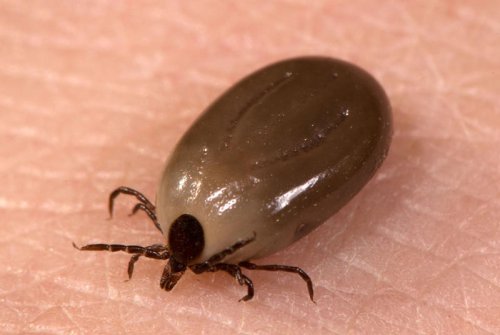 What is Lyme disease? Symptoms revealed as Justin Timberlake is latest celeb to share diagnosis