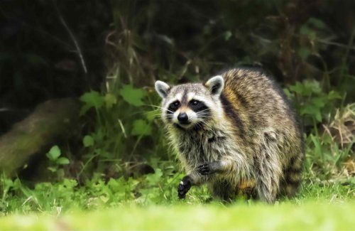How to Keep Raccoons Away From Your Yard, According to Wildlife Control Experts