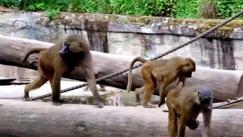 Zoo kills 12 baboons because there wasn&rsquo;t enough space