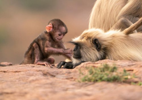 What you need to know about Attenborough's new doc