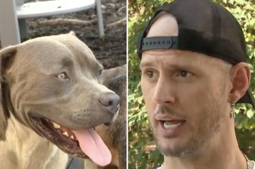Dog Heroically Leads Stranger to 2 Unconscious People in Need of Help: &lsquo;He Definitely Saved Some Lives&rsquo;