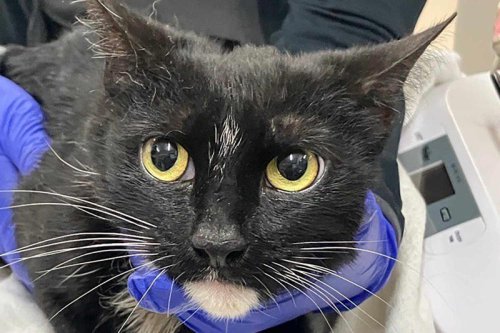 New Yorker Sees Cat Dart Across Subway Tracks as a Train Approaches. Her Next Move Saves Its Life (Exclusive)