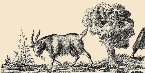 This picture of a goat has a woman hidden in it - so, can you spot her?
