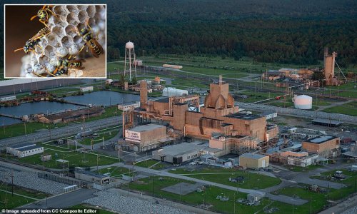 More radioactive wasp nests found at former US nuclear bomb site