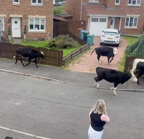 Moment herd of cows go on the run in Scotland after 124mph winds from Storm Floris blow down fence