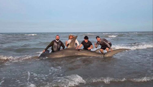 South Texas angler lands near-historic massive hammerhead shark