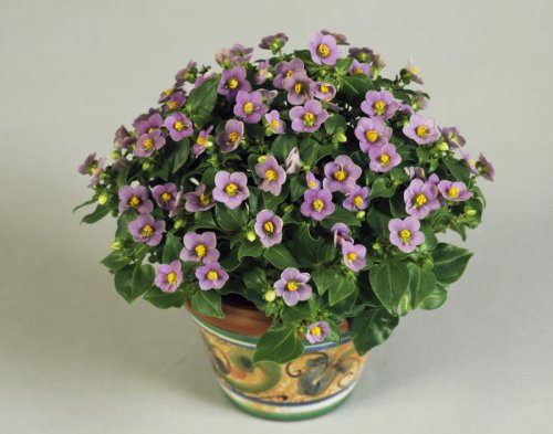 Beautiful indoor plants to grow at home