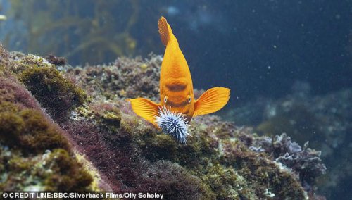Sir David Attenborough's latest series Parenthood is filmed in a fish tank, BBC admit