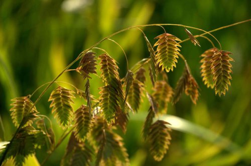 Bushy Bluestem, Lindheimer&rsquo;s Muhly, Switchgrass, Inland Sea Oats, Pink Muhly Grass, Split Beard Bluestem, Top 7+ ornamental grasses pros swear by for year-round interest
