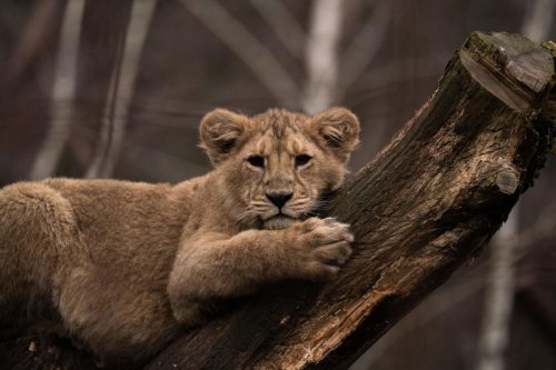 Zoo urges people to donate their unwanted pets to feed their predators