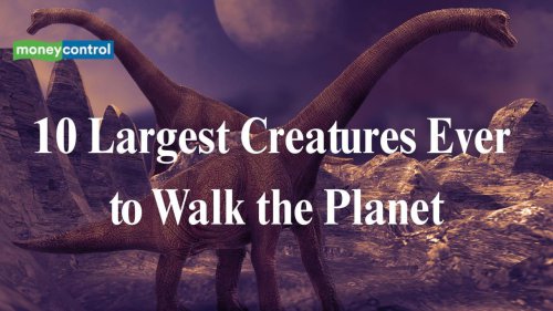 Giants of nature: The 10 largest creatures ever to walk the planet