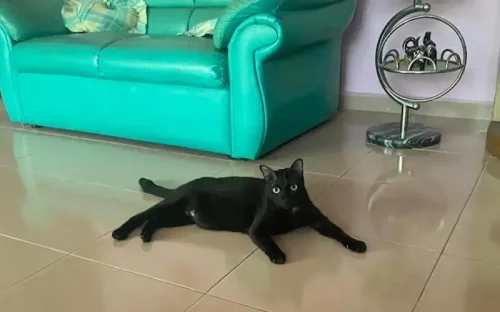 Bagheera, the cat who saved his human&rsquo;s life